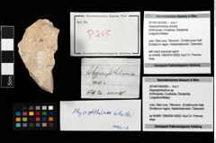 Foto (Objekt + Etikett) von Abyssophthalmus schultzi  (NHMW-GEO-2014-0194-0265)